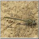 Gomphus pulchellus - Westliche Keiljungfer 06.jpg